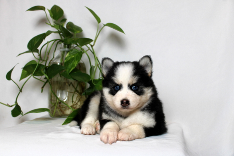 puppy, for, sale, Pomsky, Matthew B. Stoltzfus, dog, breeder, Gap, PA, dog-breeder, puppy-for-sale, forsale, nearby, find, puppyfind, locator, puppylocator, aca